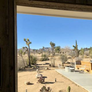 Joshua tree from a room view a beautiful look.