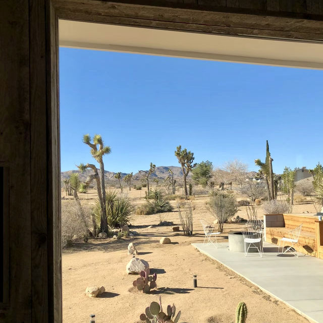 Joshua tree from a room view a beautiful look.