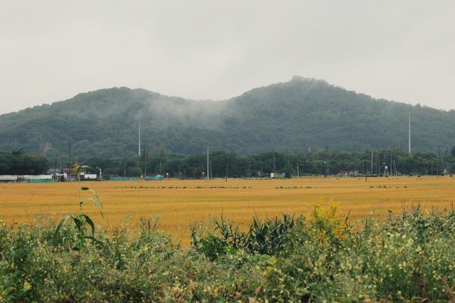在松江天馬山下，於稻田中尋覓江南煙雨。
