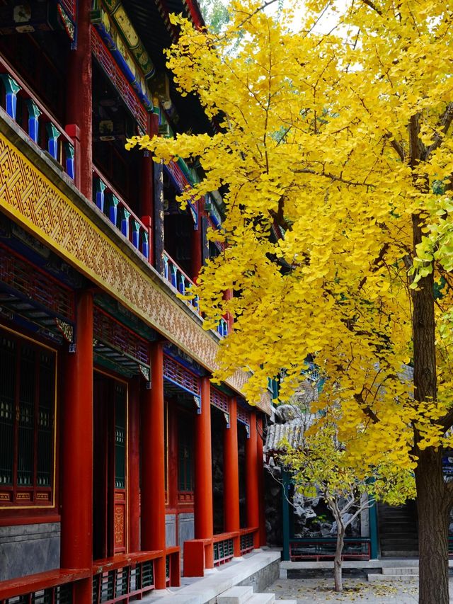 上海｜穿越紅樓，來大觀園賞秋。