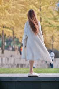 西安秦二世遺址公園的銀杏樹黃得正好。