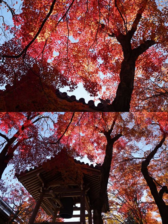 京都嵐山楓葉‖賞秋旅遊打卡避坑攻略。