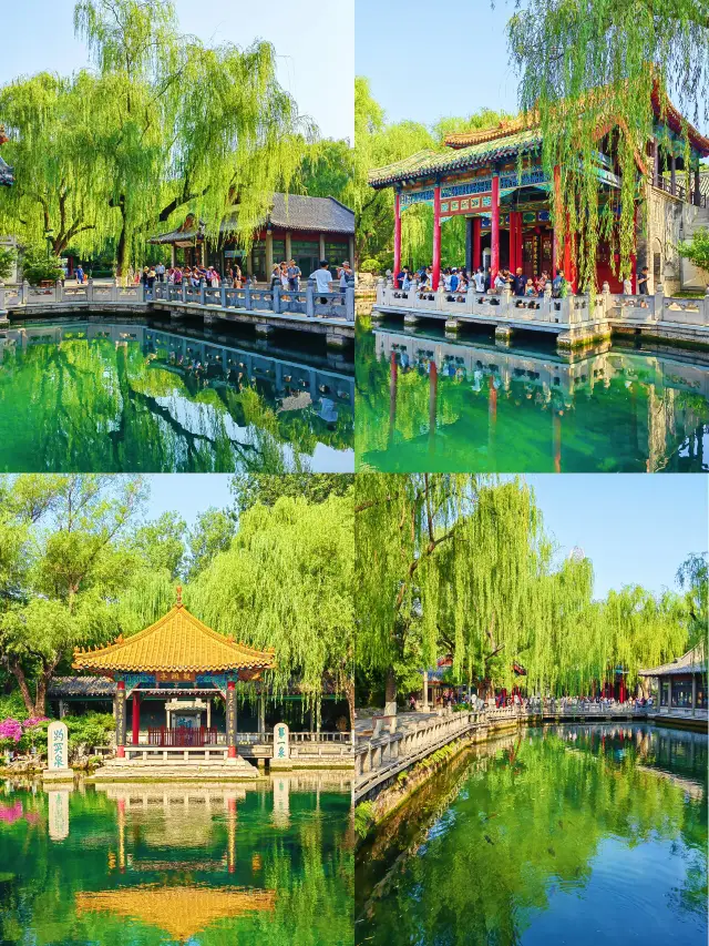 老舍沒騙我｜趵突泉秋色｜真的太美了。
