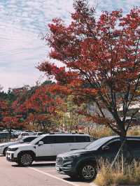 下一站仁川鳥巢酒店 nest hotel    有同行的嗎？。
