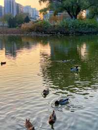 北京將府公園的秋天，就是老舍筆下的模樣。