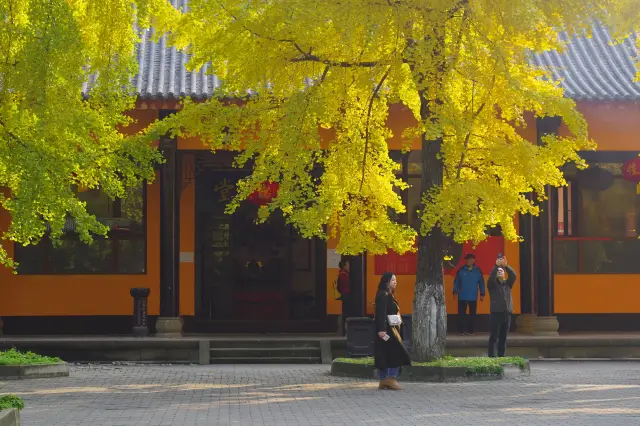 Ginkgo trees at Longxing Temple, Pengzhou.