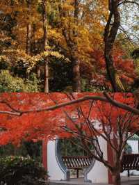 上海市區這個秋日公園，即將美到封神！！