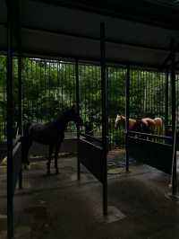 烏魯木齊‖汗血寶馬基地一定要去！