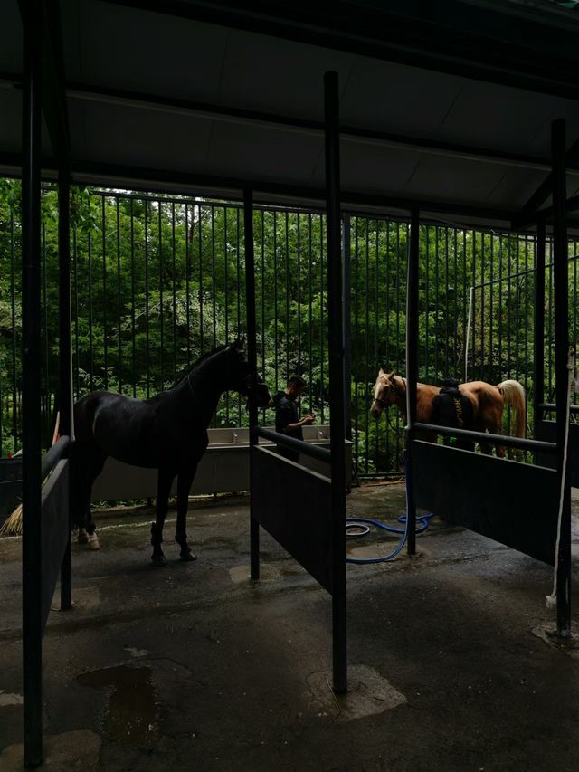 烏魯木齊‖汗血寶馬基地一定要去！