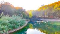 深秋的武漢解放公園——紅得發紫