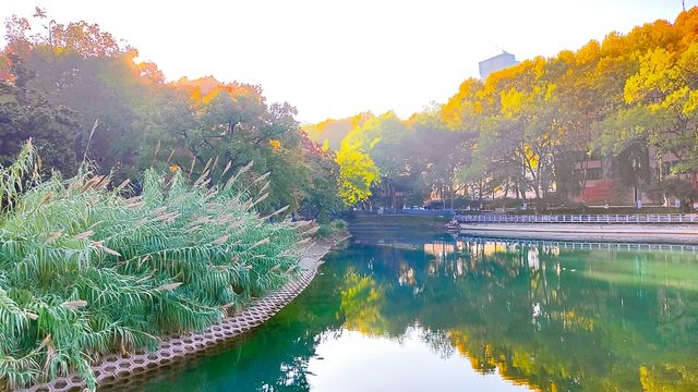 深秋的武漢解放公園——紅得發紫