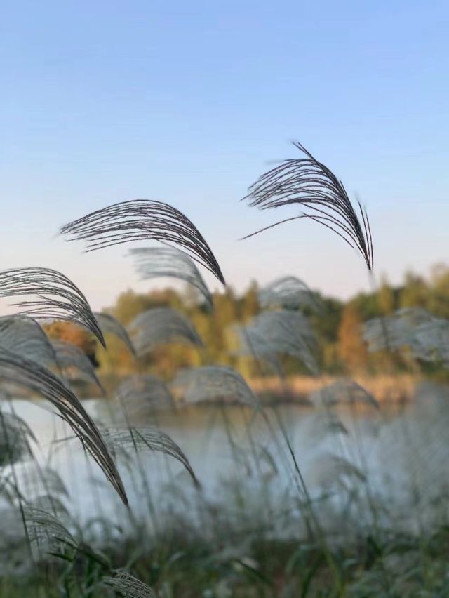 我宣布無錫免費公園天花板就是這裡。