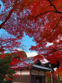 京都紅葉季最不能錯過的地方—常寂光寺