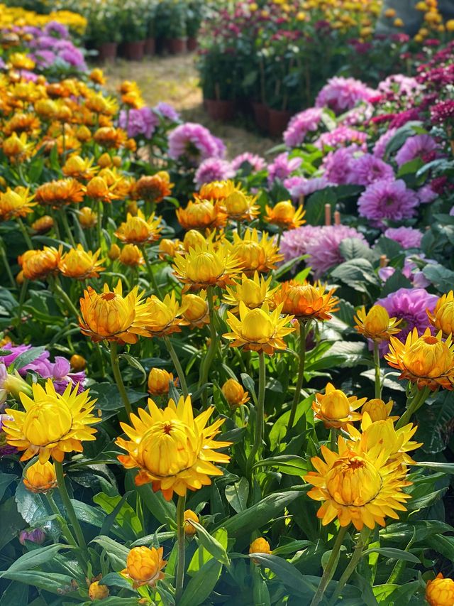 高州嶺南鳳凰園！？看藝術花展！