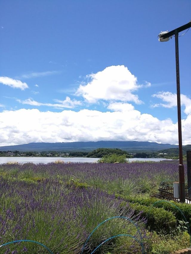 過年要去日本6日遊 超全攻略來襲