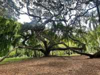 Exploring the Royal Botanic Gardens in Kandy, Sri Lanka