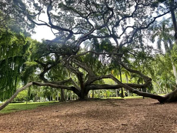 Exploring the Royal Botanic Gardens in Kandy, Sri Lanka