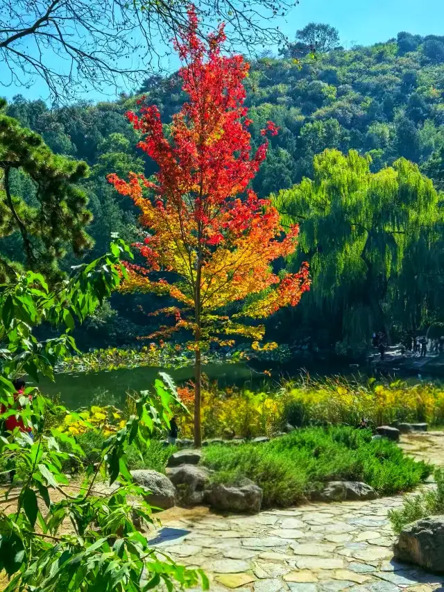 北京|香山公園遊玩攻略