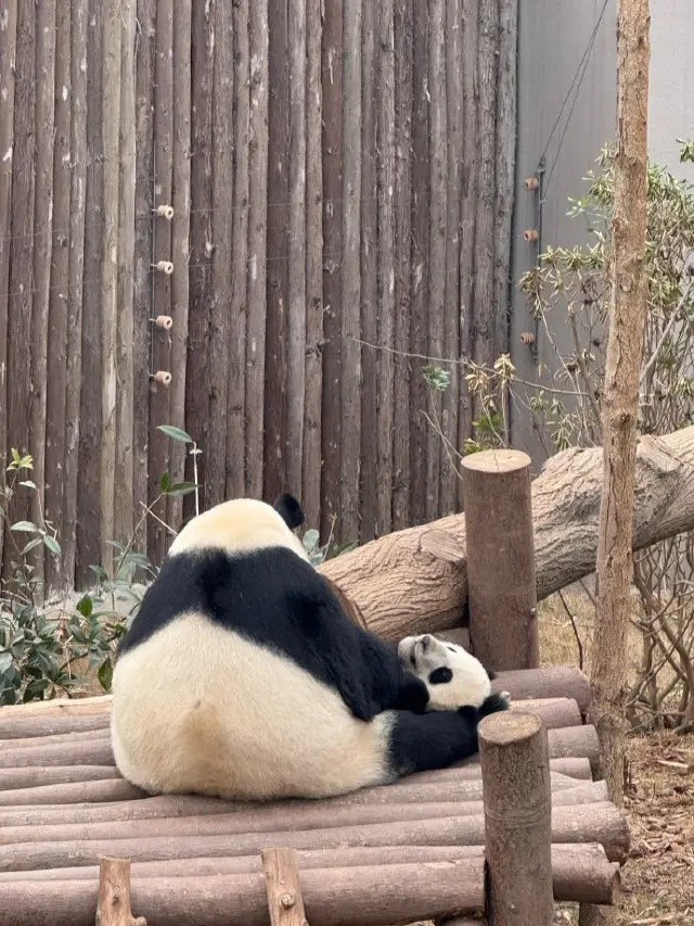 一曲の歌に誘われて訪れた街、成都は素晴らしく、パンダは本当に可愛い！