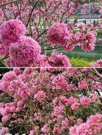 風兒告訴我，深圳的花兒開了