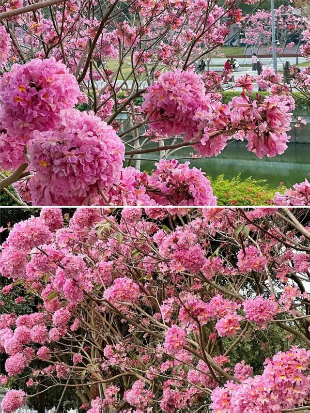 風兒告訴我，深圳的花兒開了