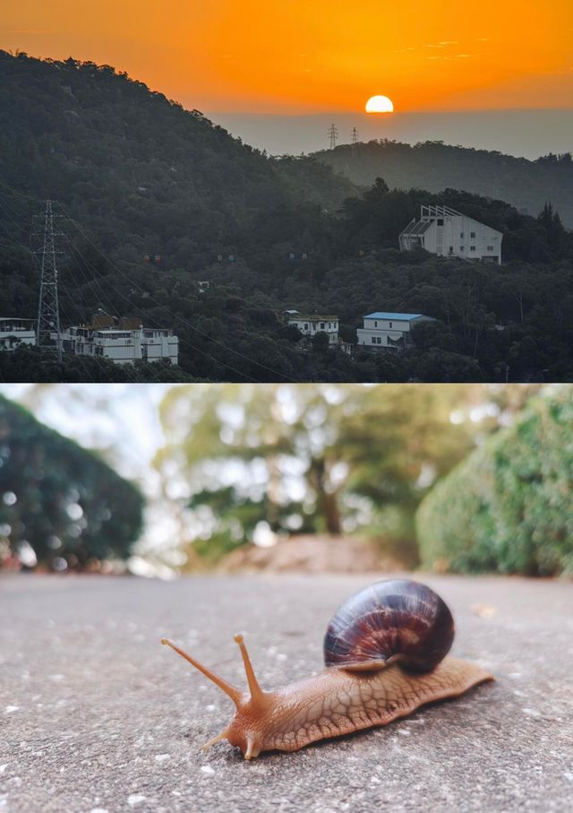 廈門鴻山公園 免費不費腿看日出