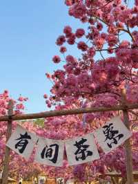 江門綠美生態園：實拍最美紫花風鈴木