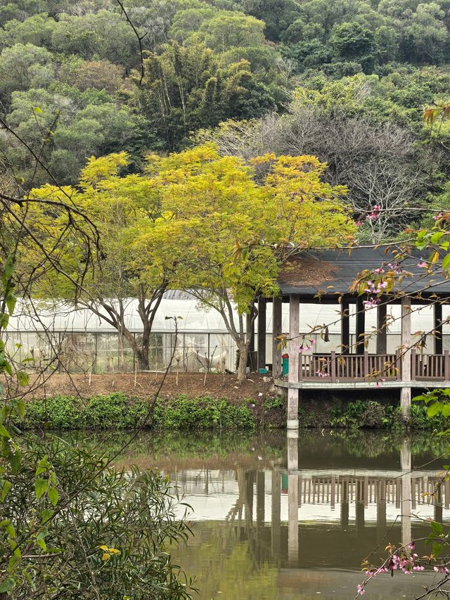 丹櫻生態園之四