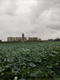 湖北省曹禺公園‖吸氧好去處