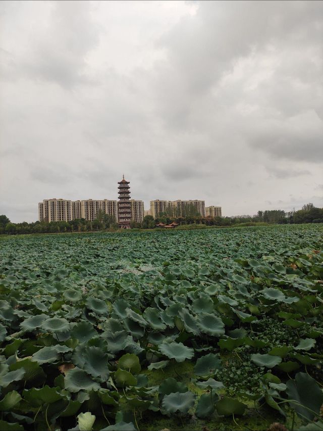 湖北省曹禺公園‖吸氧好去處