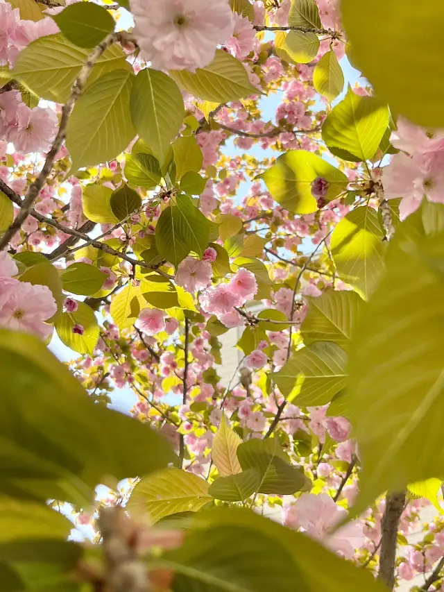 Niche Cherry Blossom Viewing Spots in Nanjing｜Avoid the Crowds