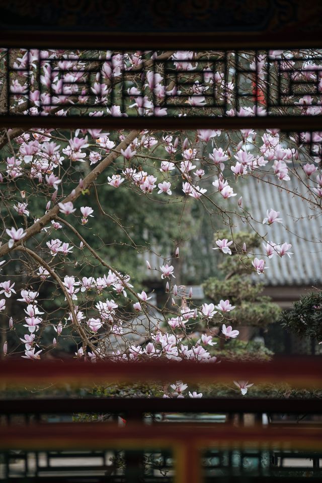 成都 Trip Moments｜賞花預告 這是看玉蘭花的天花板