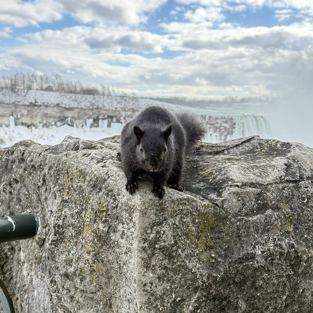 겨울에도 매력이 넘치는 나이아가라폭포❄️🇨🇦