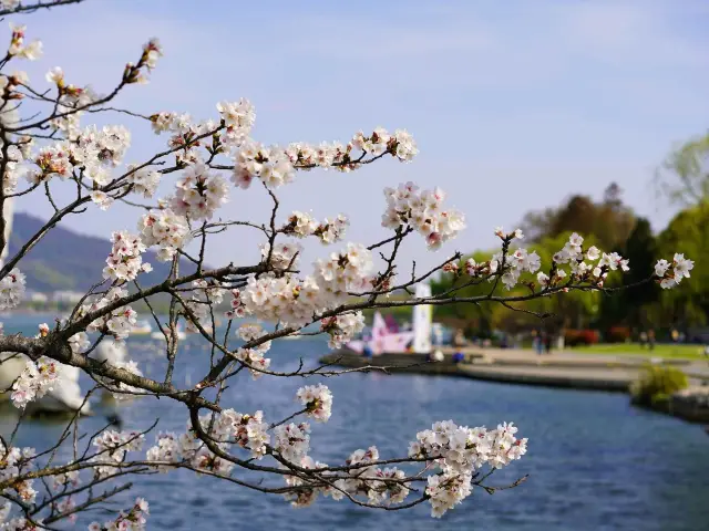 3월에 난징 쉬안우후에 오면 꼭 봐야 할 벚꽃놀이 코스 2가지!