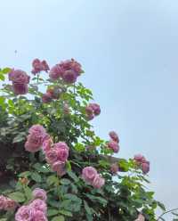 以玫瑰花園為主題的農場～潛江西西花園農場