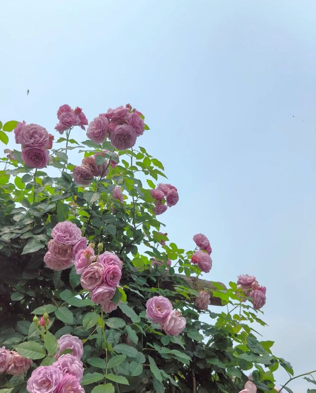 以玫瑰花園為主題的農場～潛江西西花園農場