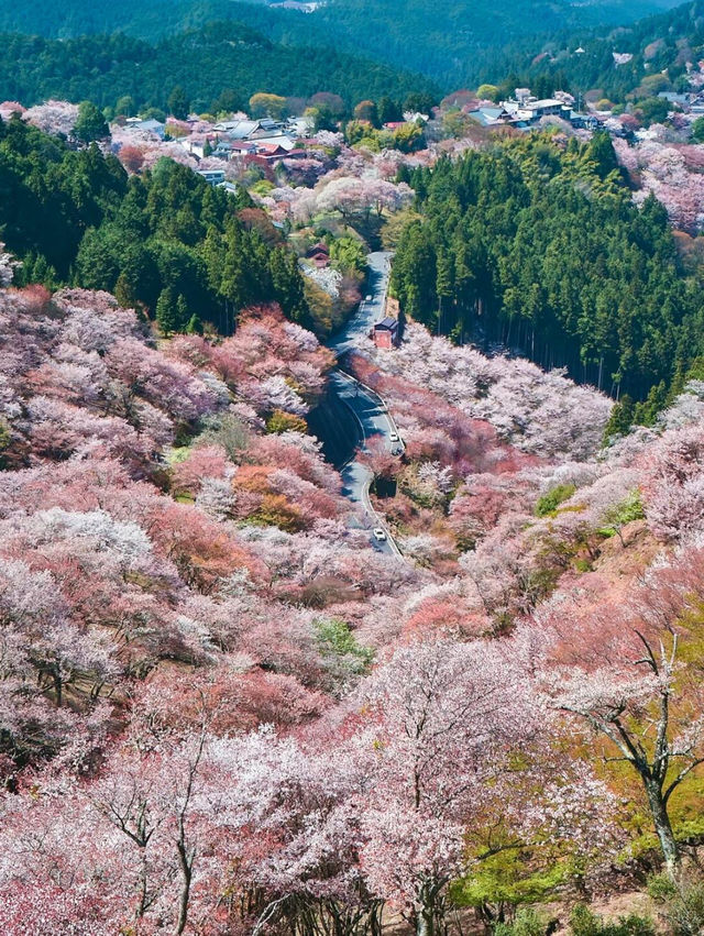 🌸東京櫻花季，簡直美到窒息啦！