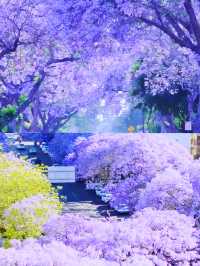 西昌，藍花楹盛放，你準備好享受浪漫了嗎