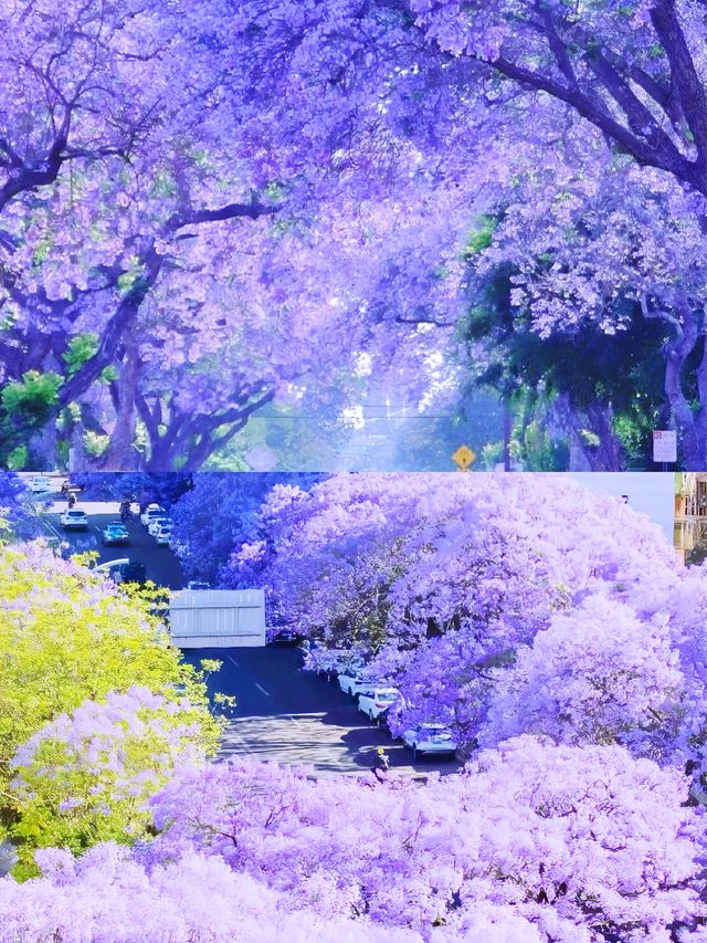 西昌，藍花楹盛放，你準備好享受浪漫了嗎