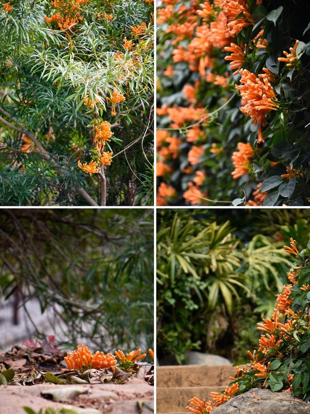 仙岳公園踏青攻略！週末帶上小夥伴一起賞花