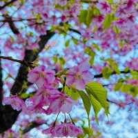 🌸東京限定浪漫！台場海濱公園櫻花盛放