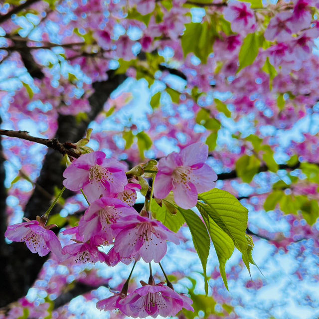 🌸東京限定浪漫！台場海濱公園櫻花盛放