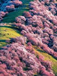 西藏林芝-山南 比畫還美的山水秘境別錯過
