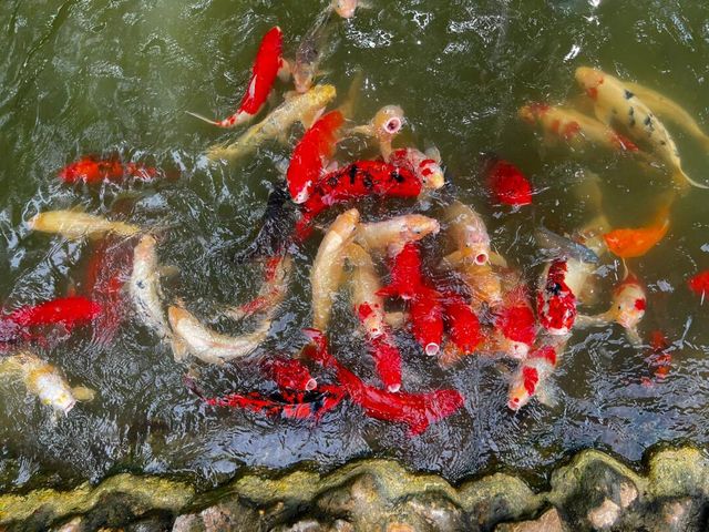 考艾國家森林公園