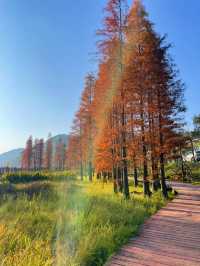 石門森林公園 | 周末吸氧好去處，爽麻了