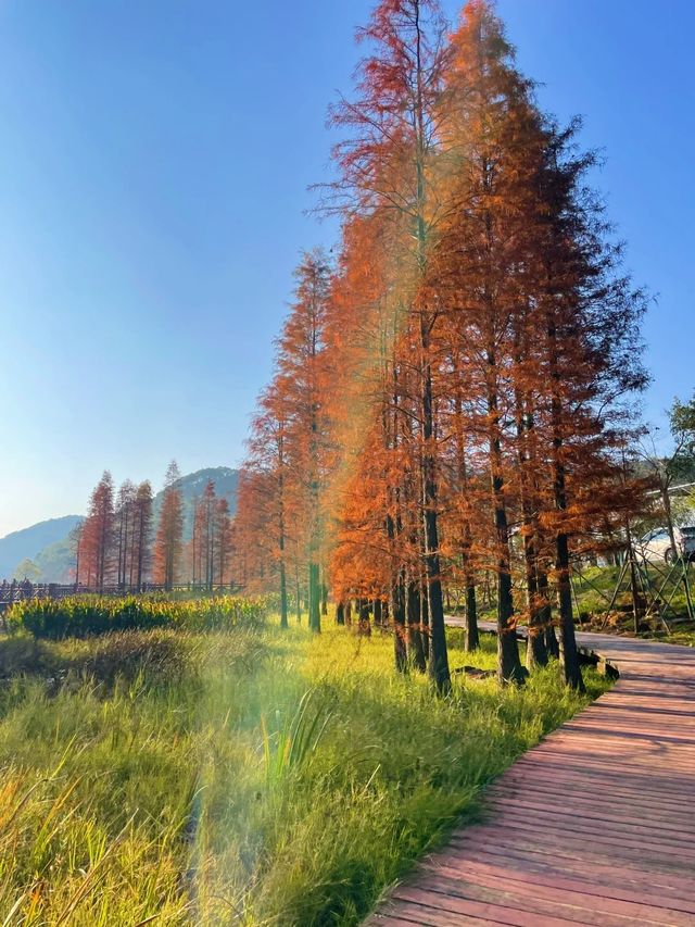 石門森林公園 | 周末吸氧好去處，爽麻了