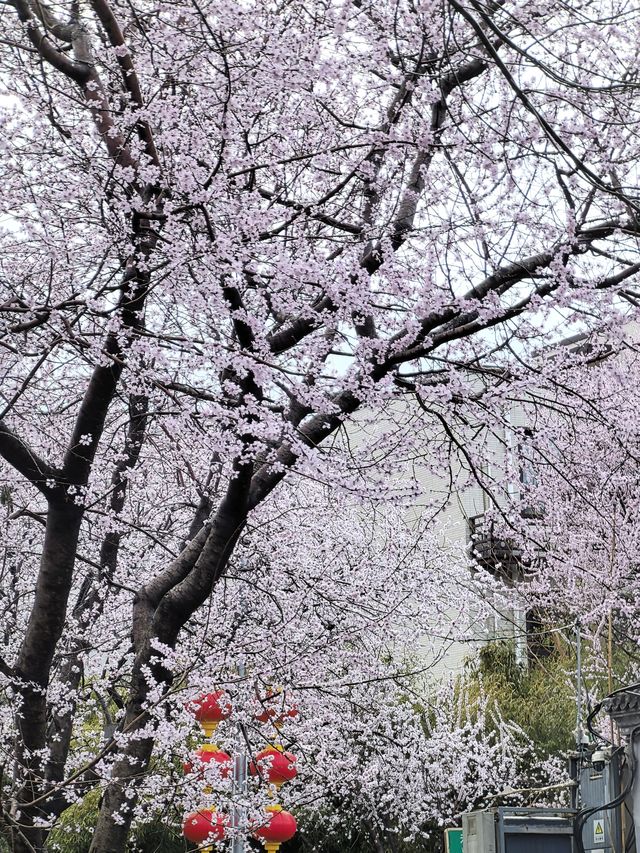 沒拍到雪中的山桃花｜但掛着水滴更清新