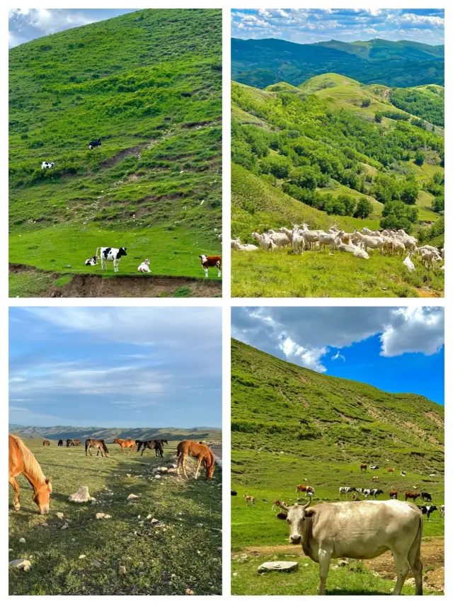 Hohhot: A Miyazaki-esque Summer Getaway