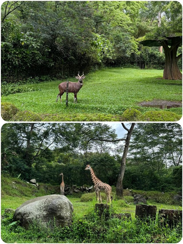 茂物野生動物園及周邊：雅加達人的週末玩樂寶典！