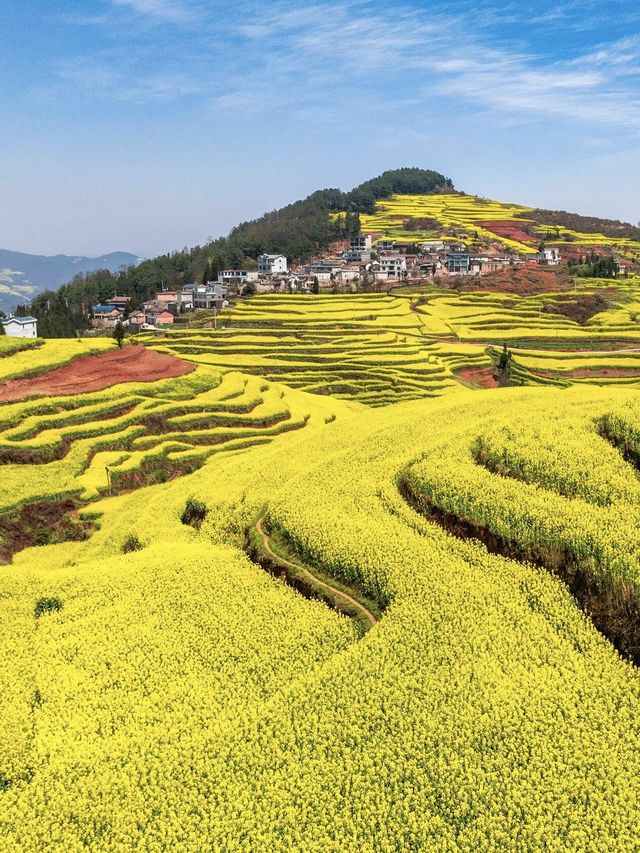 《國家地理》無騙我，在羅平遇見最美的春天
